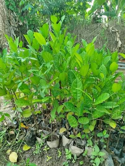 A picture of Jackfruit seedlings