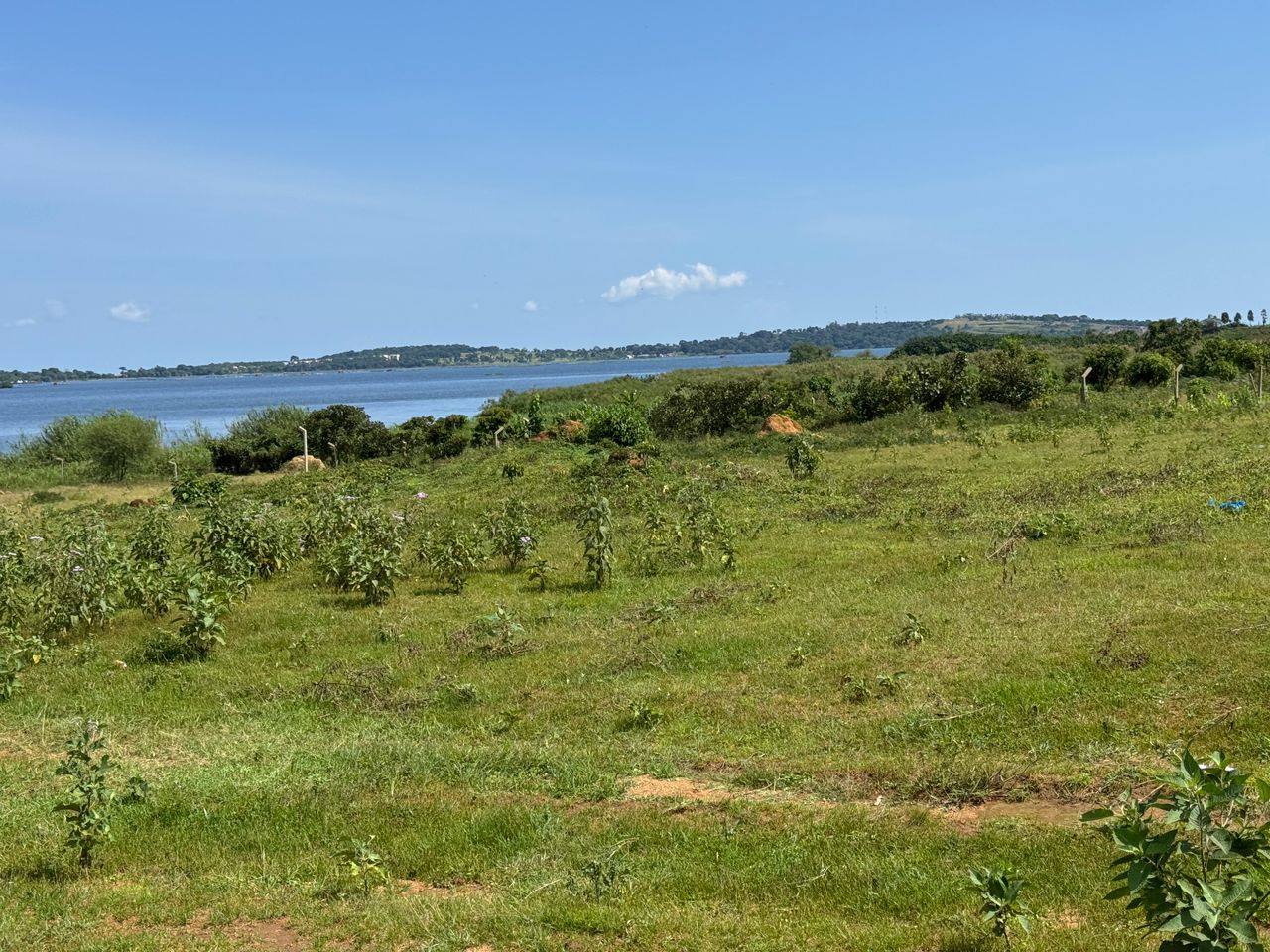 A picture of Plots and Houses for sell