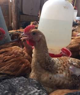 A picture of Vifaranga vya Sasso vinapatikana allypoultry farm umri kuanzia 1 month