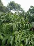 A picture of 2 fertile acres on sale at 21m with banana plantation