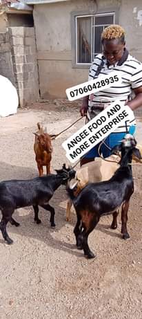 A picture of We are drying 4 goat meat today 1 going to