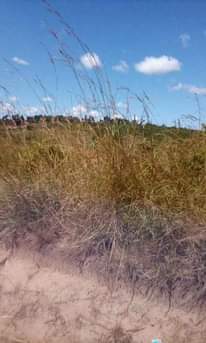 A picture of Nauza eneo lipo kisemvule mwanambaya ukubwa 82 kwa 46 bei