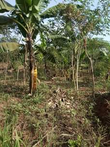 A picture of 3acres on sale all at 37 5m 11km from kikyusa
