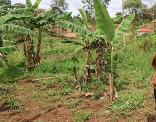 A picture of Plot 66ft by 20ft on quick sale in Lukwanga sentema