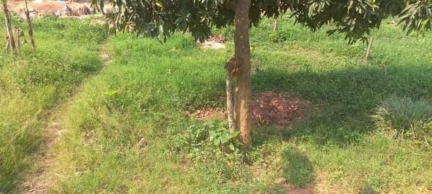 A picture of Land