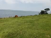 Kalule T.