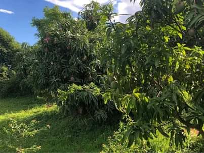A picture of Land for sale