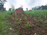 A picture of WE SALE STARTING FROM 1 ACRE EACH ACRE IS FOR