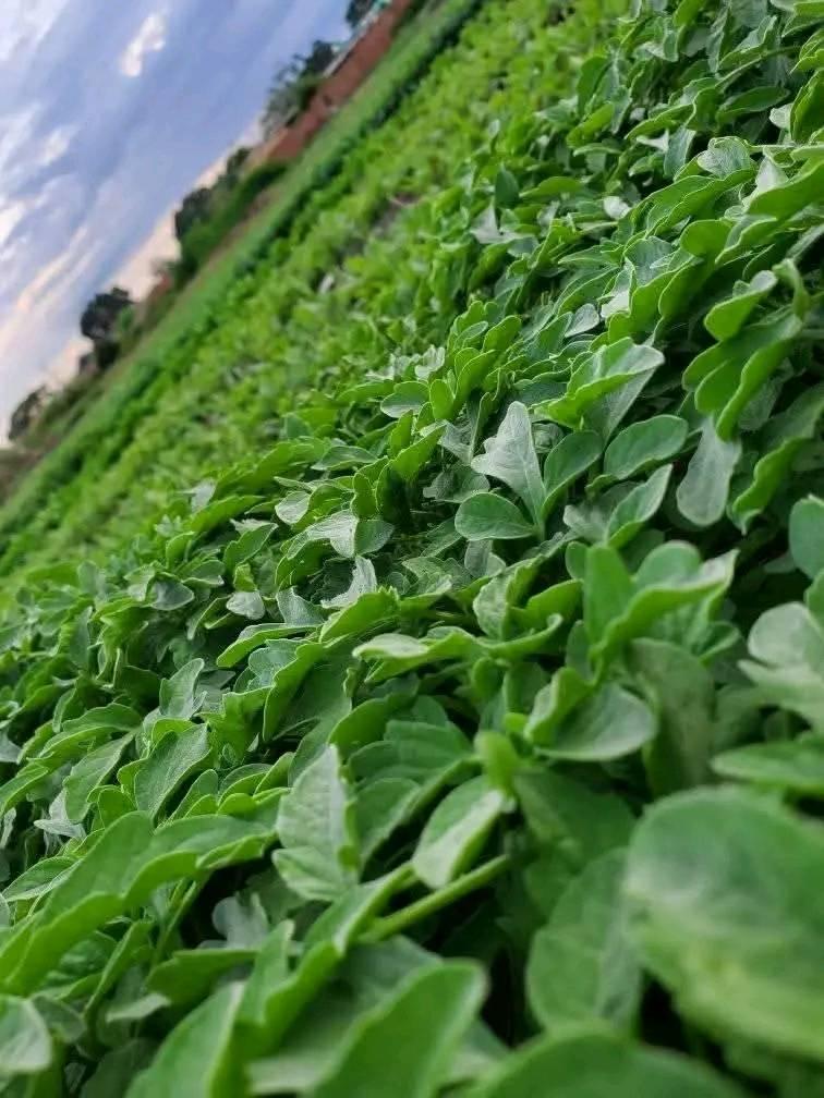 seedlings