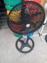 A picture of Fern pasi jaba