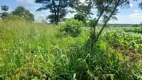 A picture of 2 acres for sale at mulungy omu Village boarding luwero