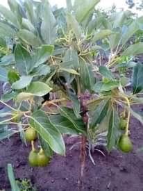 A picture of Tunauza miche ya matunda na miti mbali mbalimbali
