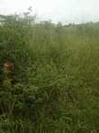 A picture of 3 fertile acres on sale all at 15m it s