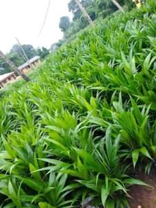 A picture of Seedlings