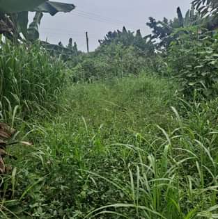 A picture of PLOT FOR SALE IN NATETTA