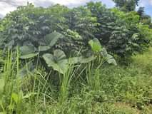 A picture of Are you having plans and want to start farming we
