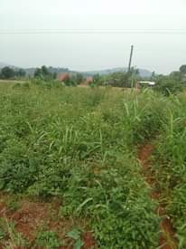 A picture of 100 by 100 ft for sale along katosi road it