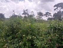 A picture of Farmland on sale