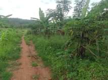 A picture of 2 arces on quick sale at luwero kakooge all at