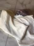 A picture of Catains