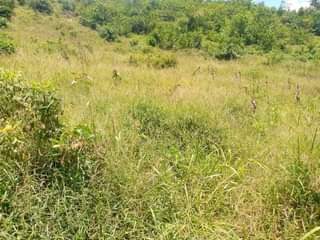 A picture of Land