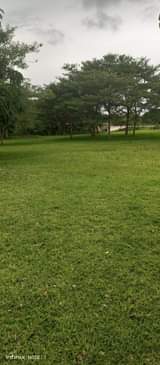 silverest