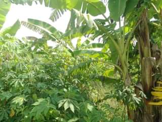 A picture of 3.5 FERTILE ACRES FOR SALE IN NAKASEKE KAPEEKA KAKINZI VILLAGE