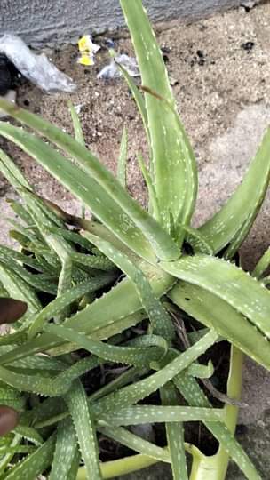 A picture of Aloe Vera