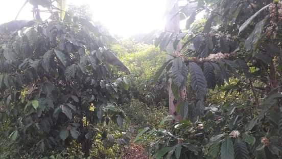 A picture of quick sale 2acres located at zirobwe wabitugulu