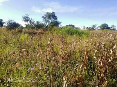 domboshava stands