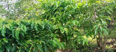 A picture of 3 5arces kibanja