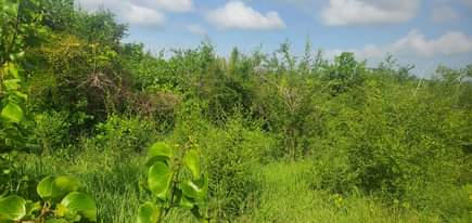 A picture of Shamba la eka 250 linauzwa Kiwangwa