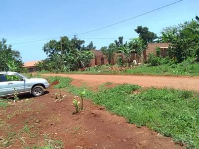 A picture of QUICK SALE IN WOBULENZI BUKALASA BRAND NEW SITE 12M KYAPPA