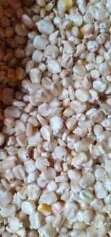 maize