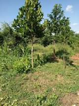 A picture of 4acres at 32m 15km from kikyusa trading center