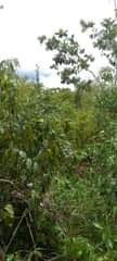 A picture of SHAMBA HEKA SABA LINAUZWA MZENGA ZEGERO WILAYA YA KISARAWE MKOA
