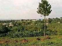 Ssentumbwe B.