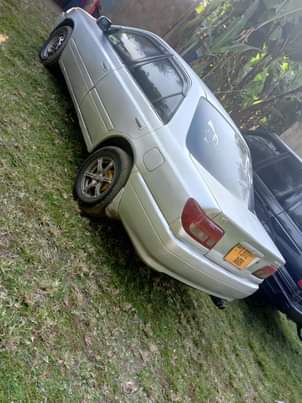 A picture of Carina 0767410504