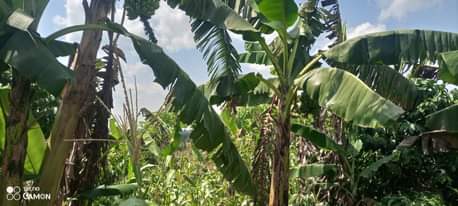 A picture of 2arces for sell kibanja Semuto Kapeeka all at 17m only