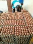 A picture of 09061358848Eggs for sale at factory price Jumbo size 550 Medium
