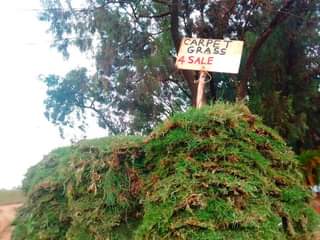 grass