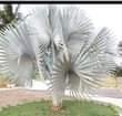 A picture of Miche ya miti ya Mapambo na maua 0753264404