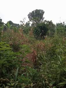 A picture of 10 fertile acres on sale all at 78m it s