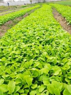 seedlings