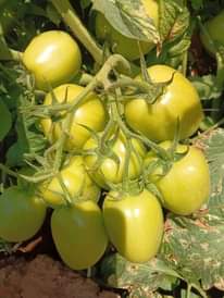 A picture of Pembejeo na zana za kilimo