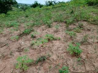 A picture of KIWANJA SQMT 1600 KINAUZWA KINYEREZI KIFULU VIBULA