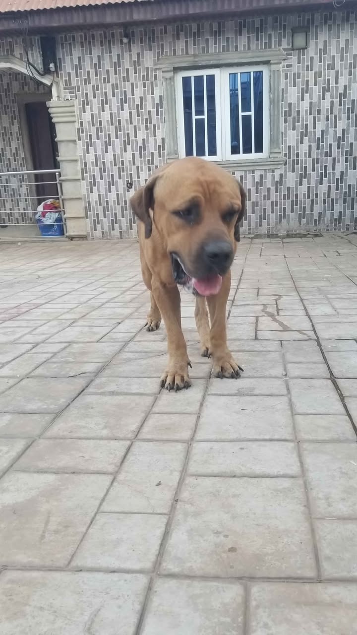 A picture of PEDIGREE BOERBOEL AVAILABLE FOR MATING