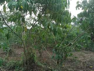A picture of 1.5 ACRES FOR SALE IN NAKASEKE KAPEEKA BULEMA SENENE VILLAGE
