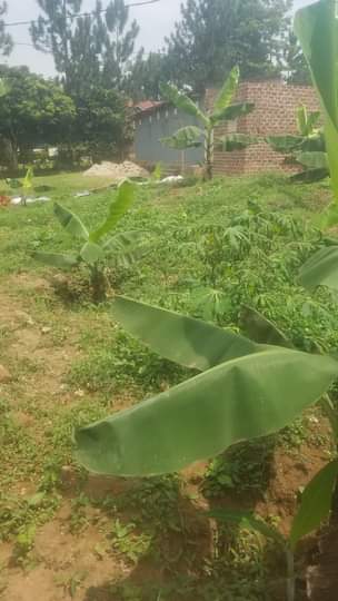 A picture of mailo land