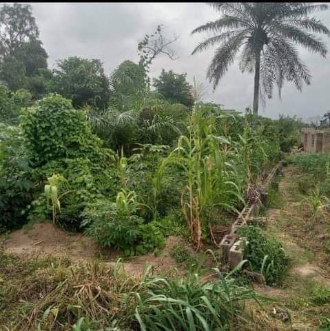 A picture of A full plot of land with coated fenced